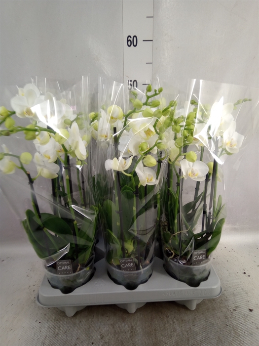 <h4>Phalaenopsis multi. 'Starrion'</h4>