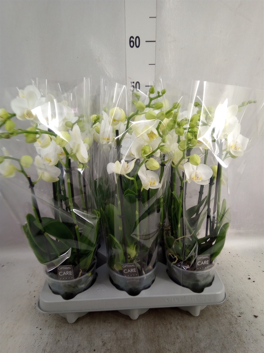 Phalaenopsis multi. 'Starrion'