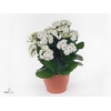 Kalanchoe white in P&PURE Laryssa ceramics shiny gold