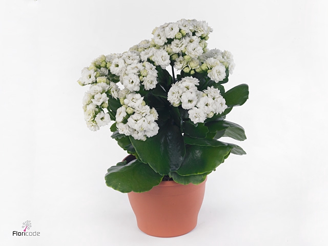 Kalanchoe white in P&PURE Laryssa ceramics shiny gold