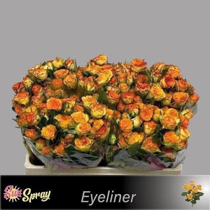 Rosa spray eyeliner