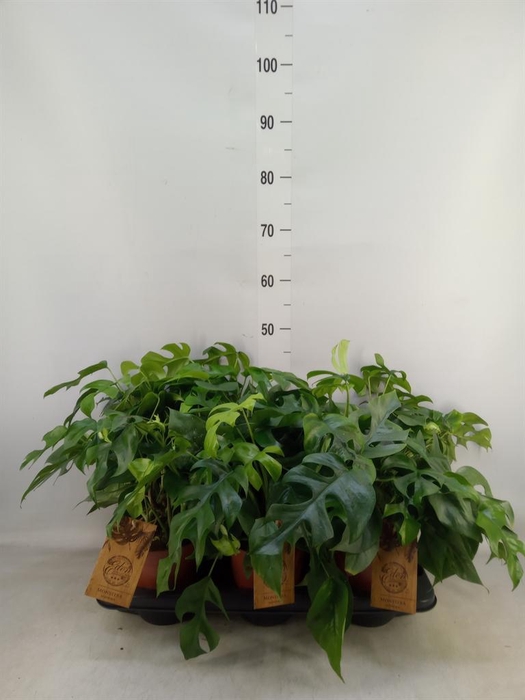 <h4>Monstera ...</h4>