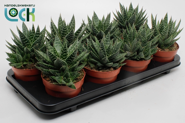 <h4>Gasteria Apollo</h4>