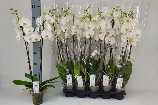 <h4>PHAL OV WIT</h4>