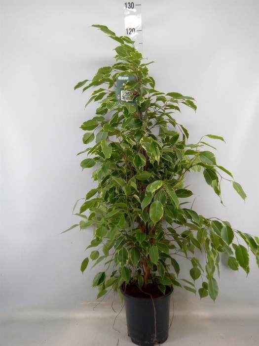 <h4>Ficus benja. 'Golden King'</h4>