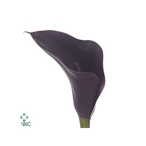 Calla Odessa | Dubbelbloemig