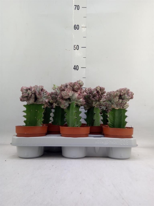 <h4>Euphorbia lactea</h4>