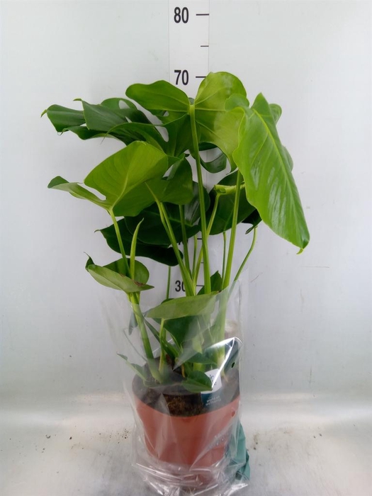 <h4>Monstera delic.</h4>