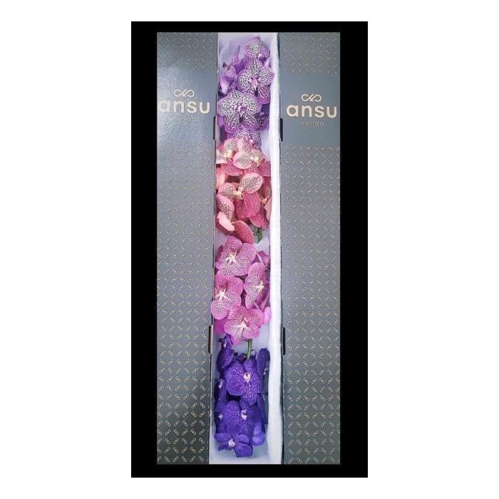 <h4>Vanda T Gemengd</h4>