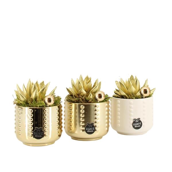 <h4>61848: X-mas arrangement</h4>