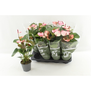 ANTHU AN PR AM ELEGA