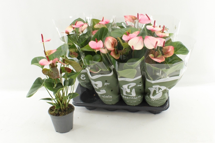 <h4>ANTHU AN PR AM ELEGA</h4>