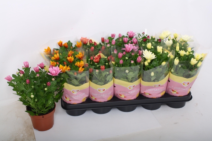 <h4>CHRYS GEM 5 KL</h4>