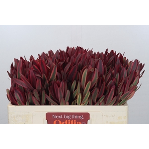 Leucadendron Jester 2 Kop