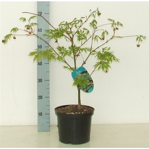 <h4>Acer japonicum 'Aconitifolium' P23 Full CC</h4>