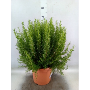 Rosmarinus officinalis   ...