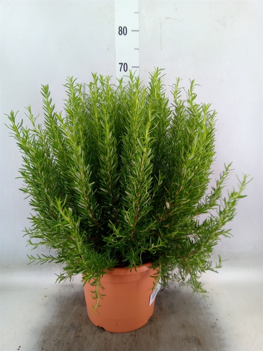 <h4>Rosmarinus officinalis   ...</h4>