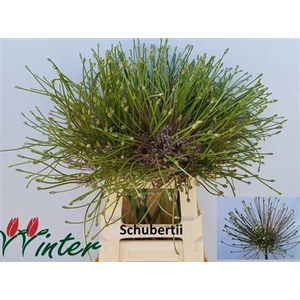 Allium Schubertii X10