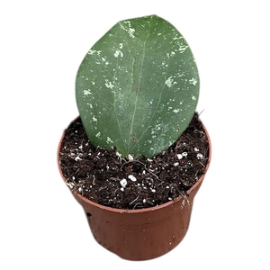 Hoya Glabra Splash