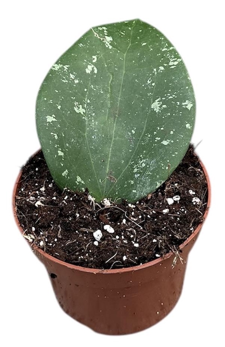<h4>Hoya Glabra Splash</h4>