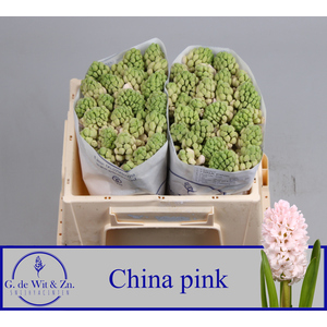 HYAC CHINA PINK