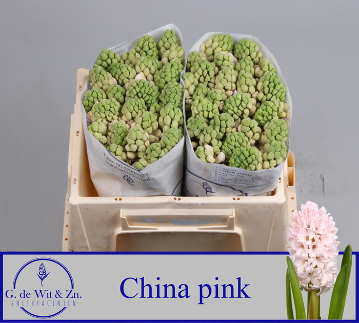 <h4>HYAC CHINA PINK</h4>