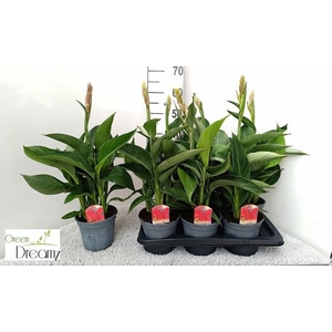 CANNA KRETA