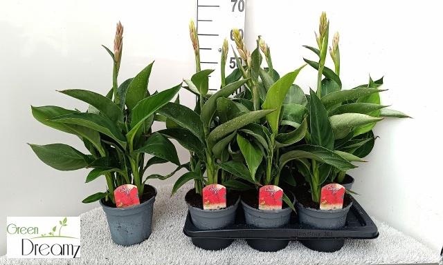 <h4>CANNA KRETA</h4>