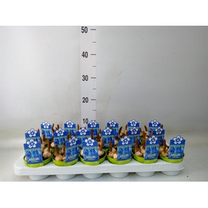 Muscari  'Magic Blue'