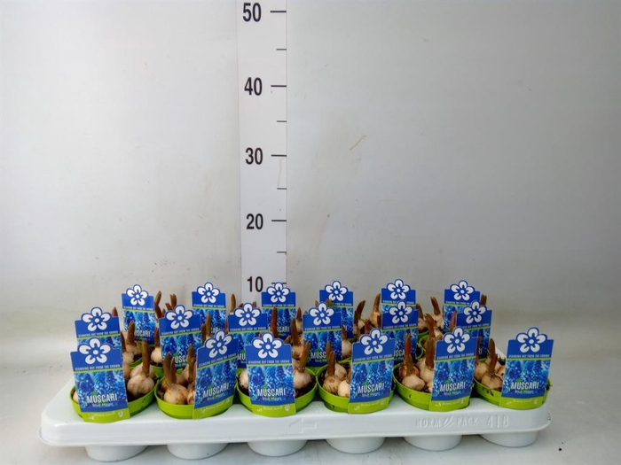 <h4>Muscari 'Magic Blue'</h4>