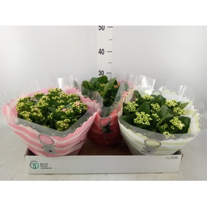 Kalanchoe blos.   ..rosebud mix  5