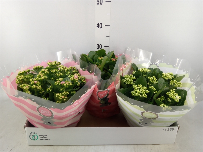 <h4>Kalanchoe blos.   ..rosebud mix  5</h4>