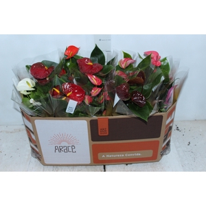 ANTHURIUM VARIADO P12