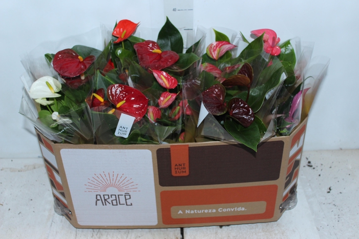 ANTHURIUM VARIADO P12