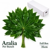 FATSIA JAPONICA BS