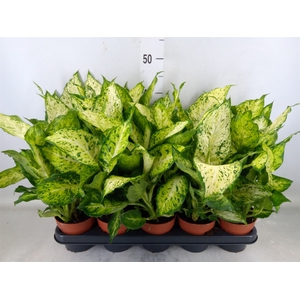 Dieffenbachia  'Amy'