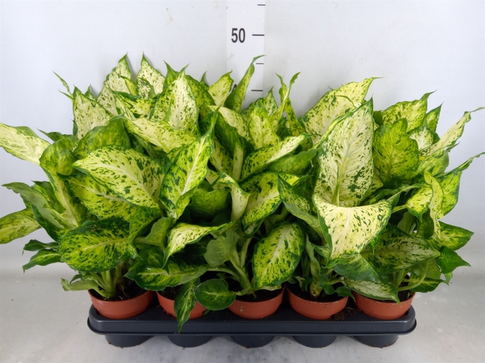 <h4>Dieffenbachia  'Amy'</h4>