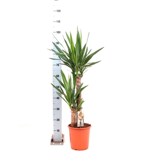 YUCCA