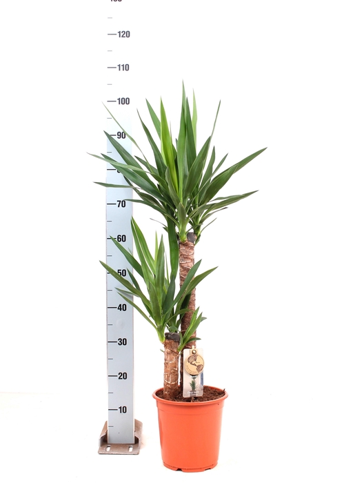 <h4>YUCCA</h4>
