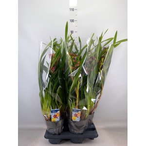 Cymbidium   ...