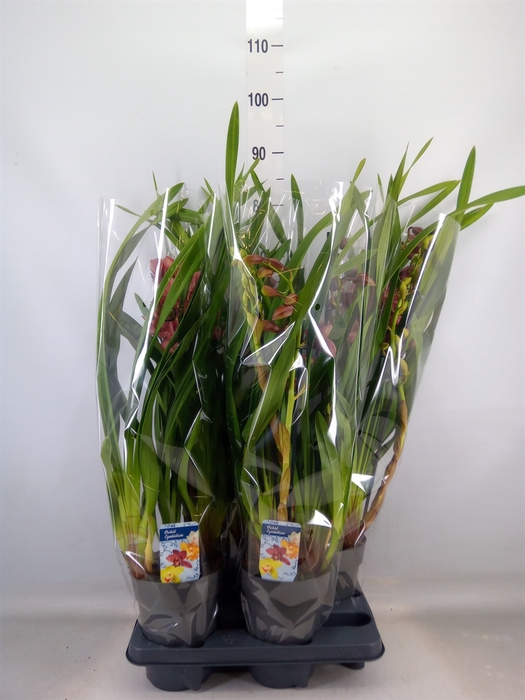 <h4>Cymbidium   ...</h4>