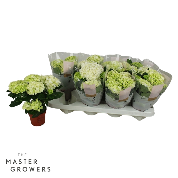 <h4>Hydrangea macr. 10cm Florencia 3+ bloem</h4>