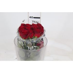 ROSA FREEDOM 040 CM ESTUFA