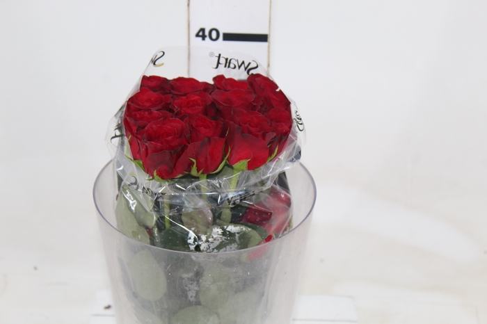 ROSA FREEDOM 040 CM ESTUFA