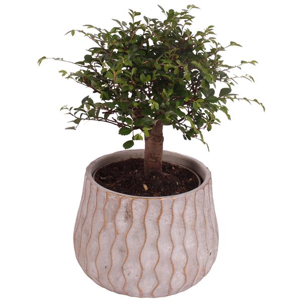<h4>Bonsai Indoor Mix Ø12cm Ball Shape in Ø16cm Ceramic PL569</h4>