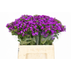 Dianthus Br Amazon Neon Purple