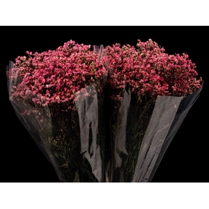 Limonium Dark Red