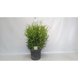 Lysimachia clethroides