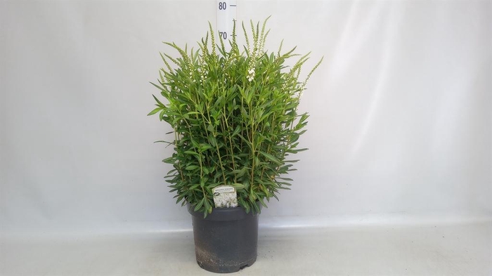 <h4>Lysimachia clethroides</h4>