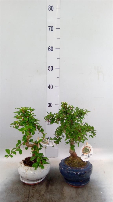 <h4>Bonsai   ...mix</h4>